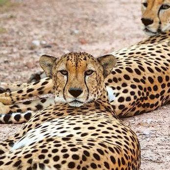 Two cheetah laying down on the ground in a field.