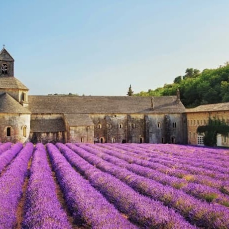 A field of lavender with a church in the background.