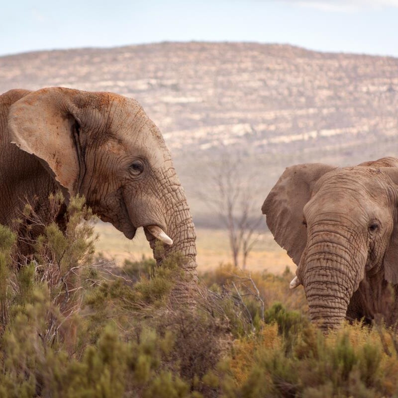 Two elephants standing in a field with trees and hills behind them.