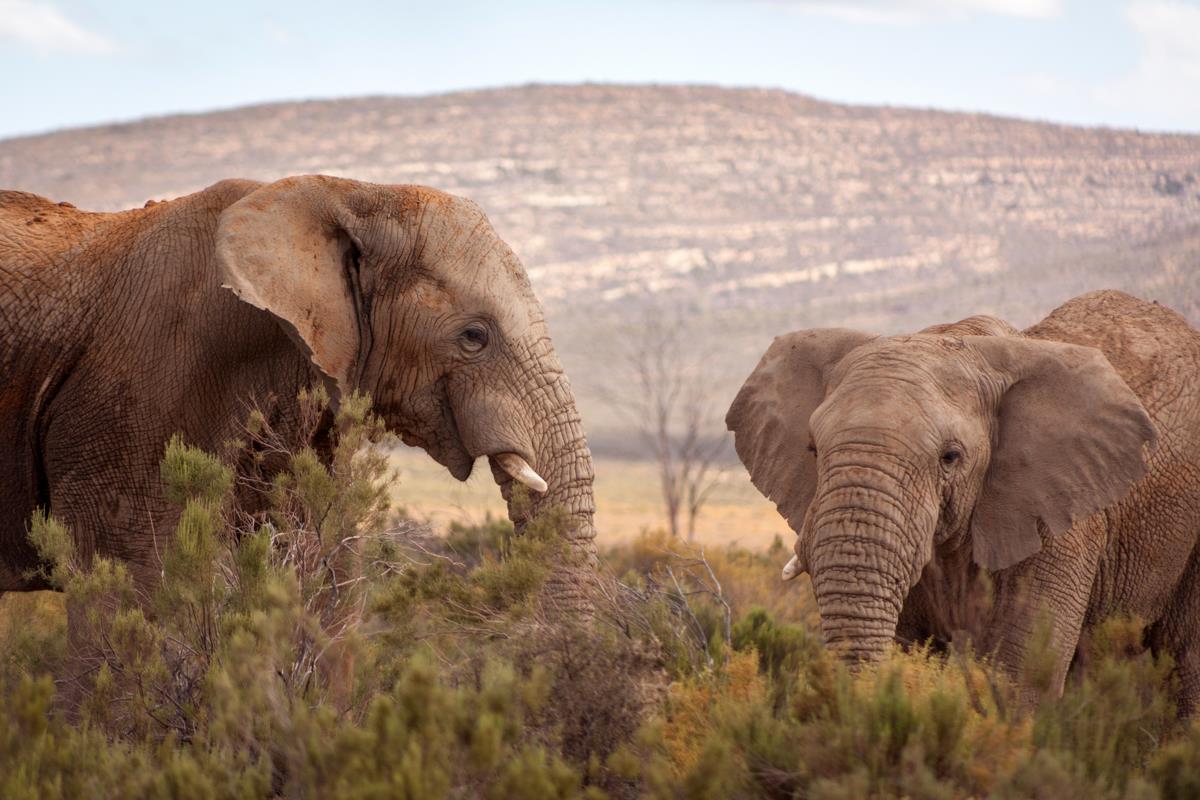 Two elephants standing in a field with trees and hills behind them.